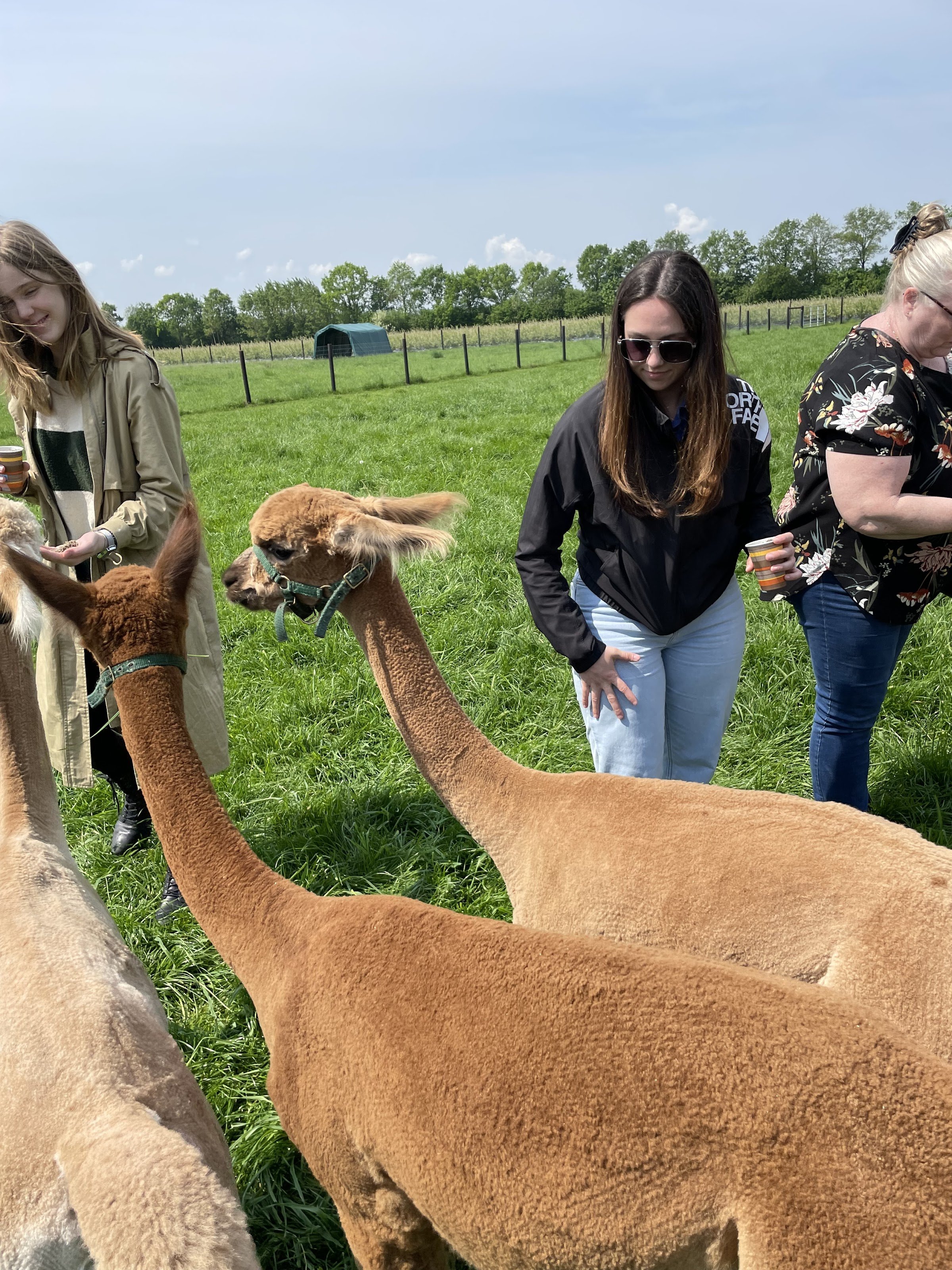 Alpacafarm Vorstenbosch - Alpaca boerderij